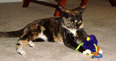 Dora and a spider toy