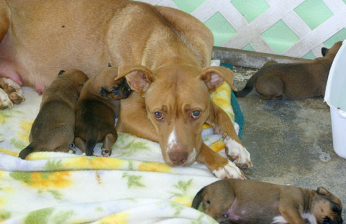 Lily the boxer nurses two of her six puppies at Precious Pets on September 8, 2005