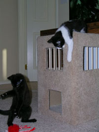 Lucky and Hanna take on the octopus at Kitty Jail