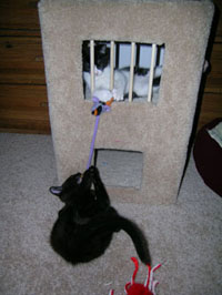 Lucky and Hanna take on the octopus at Kitty Jail