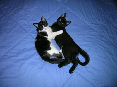 Hanna and Lucky snooze on the bed