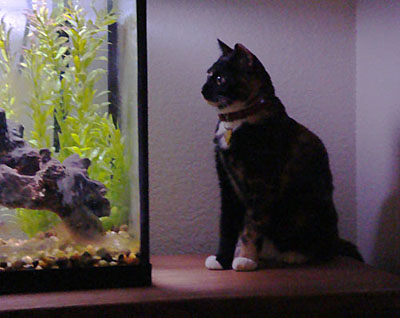 Dora looking into the fish tank