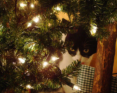 Hanna peeking through the branches of the Christmas tree